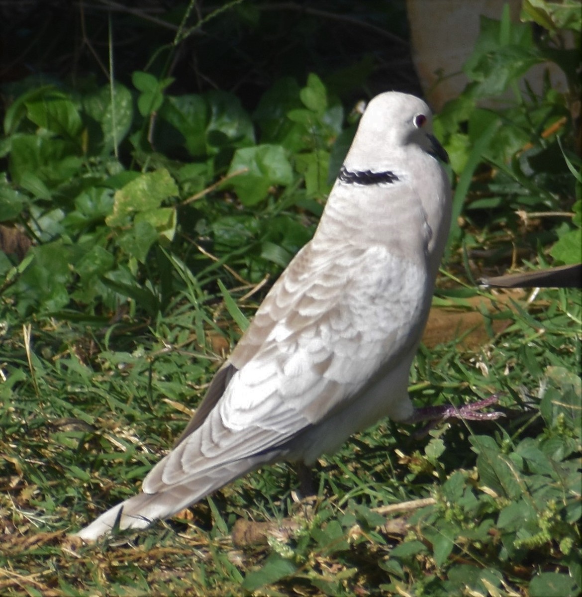 African Collared-Dove - Luis Munoz