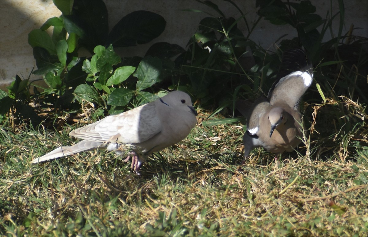 African Collared-Dove - Luis Munoz