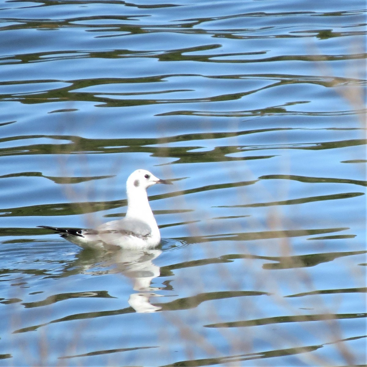 Bonaparte's Gull - ML536623271