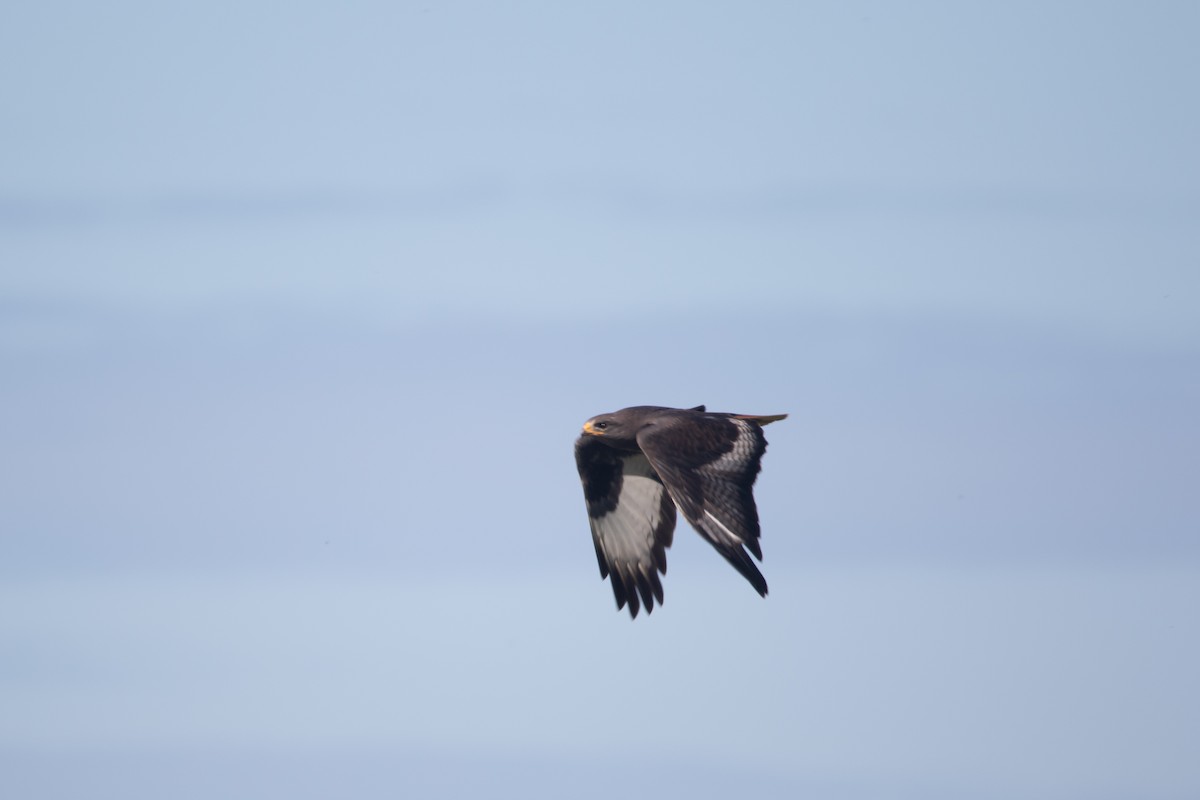 Jackal Buzzard - Clinton S. Boyd