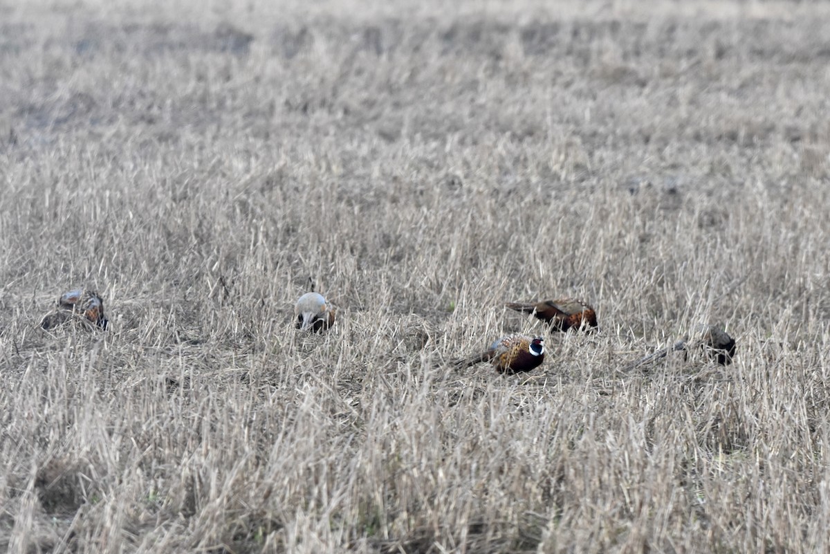 Ring-necked Pheasant - ML536623951