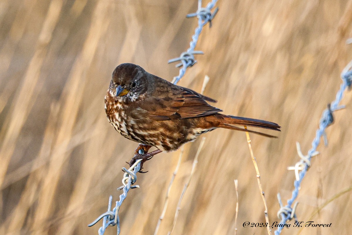 Fox Sparrow - Laura Forrest