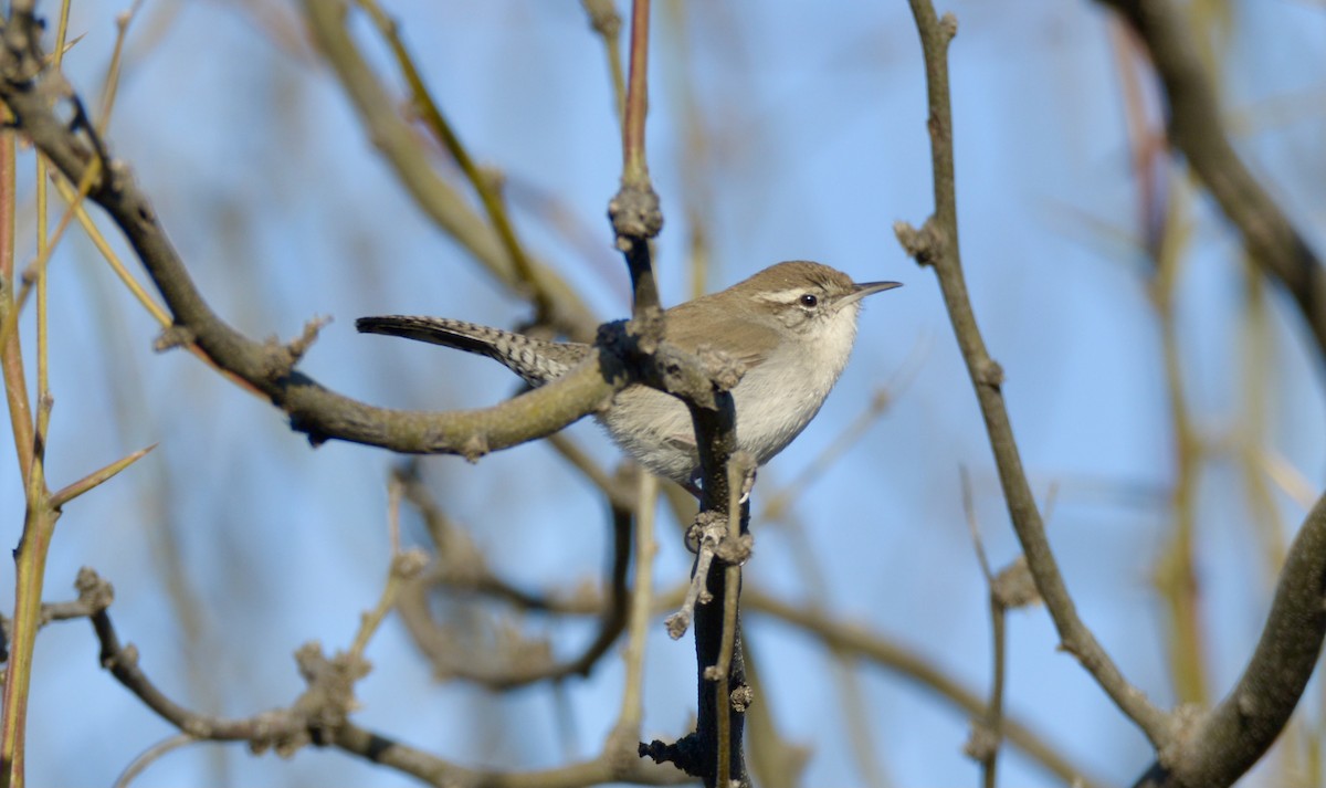 Bewick's Wren - ML536624401