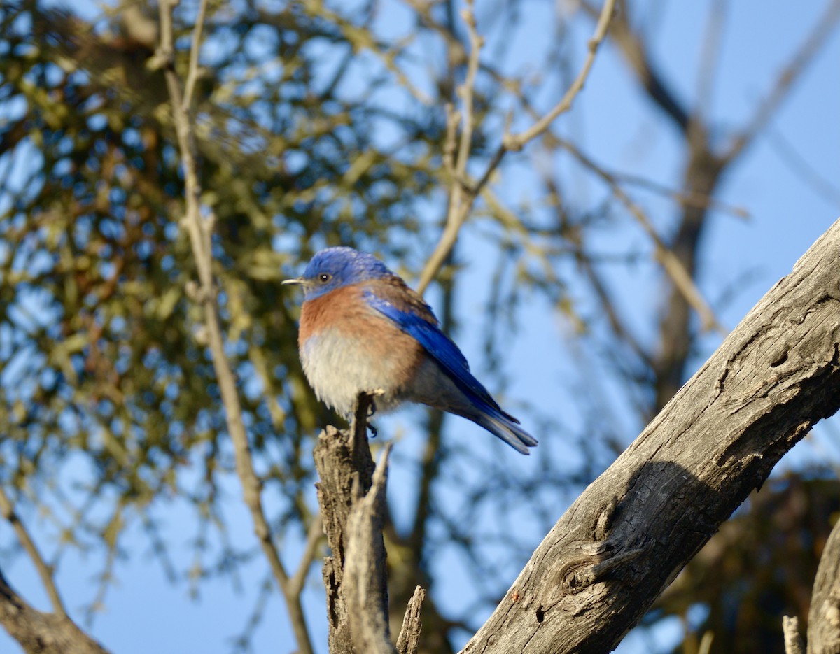 Western Bluebird - Vic Dillabaugh