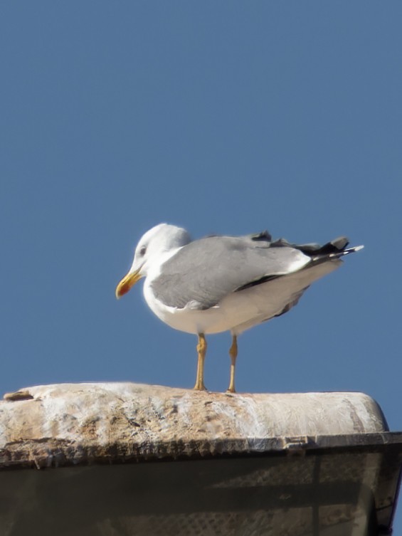 Yellow-legged Gull - ML536625581