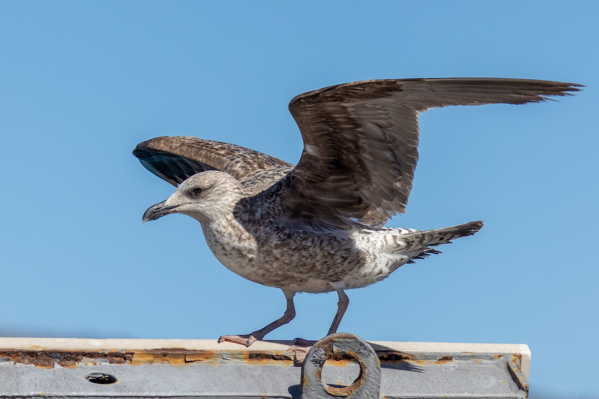 Gaviota Patiamarilla - ML536625611