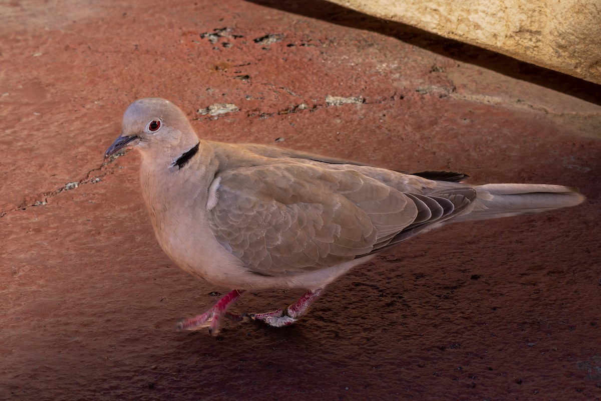 Eurasian Collared-Dove - ML536625871