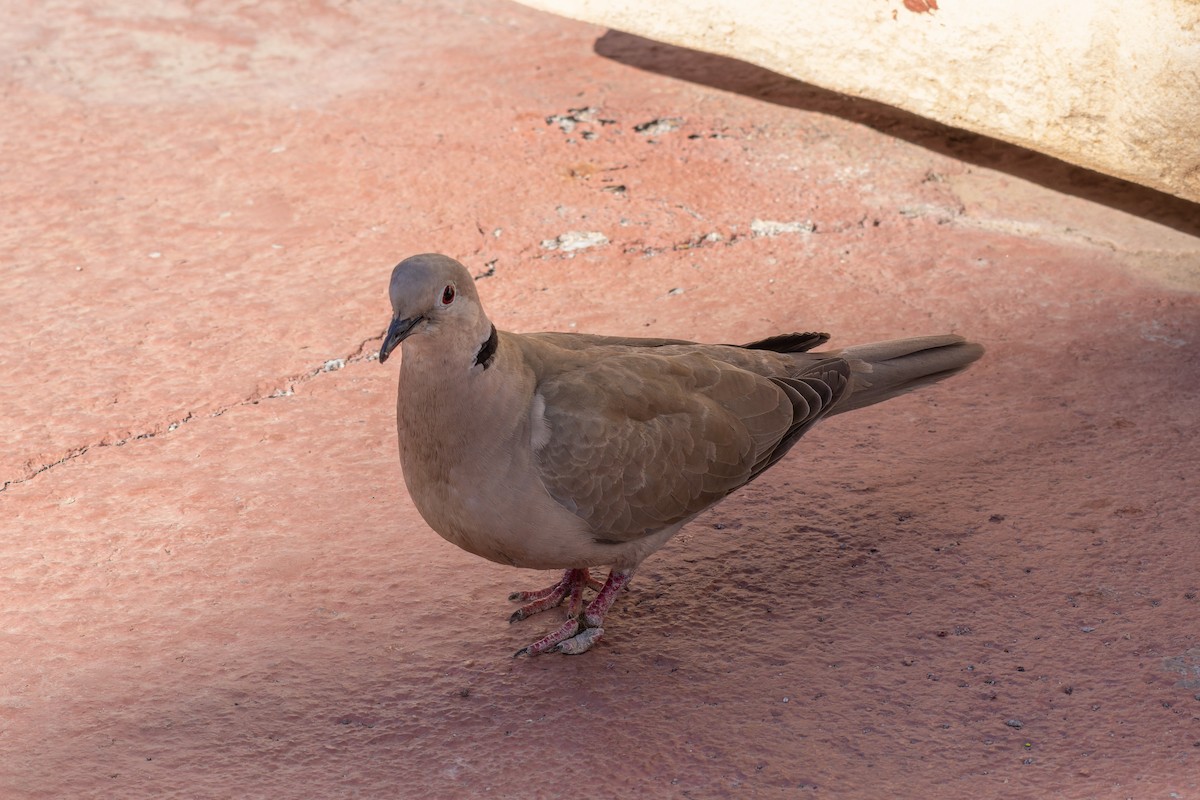 Eurasian Collared-Dove - ML536625881