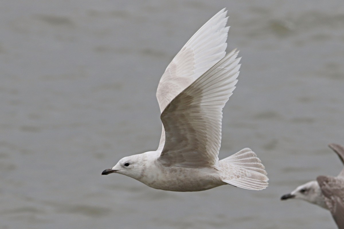 Iceland Gull - ML536626181