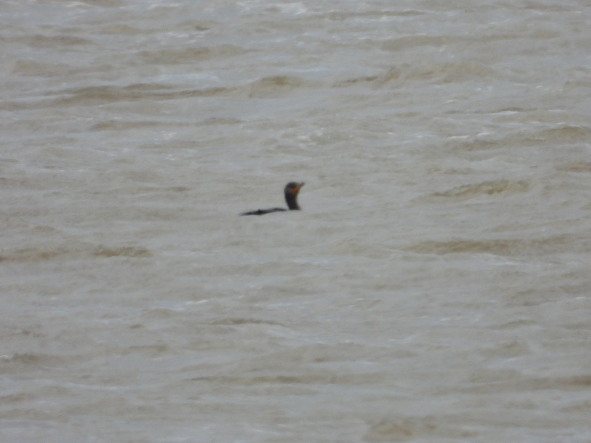 Double-crested Cormorant - ML536626361