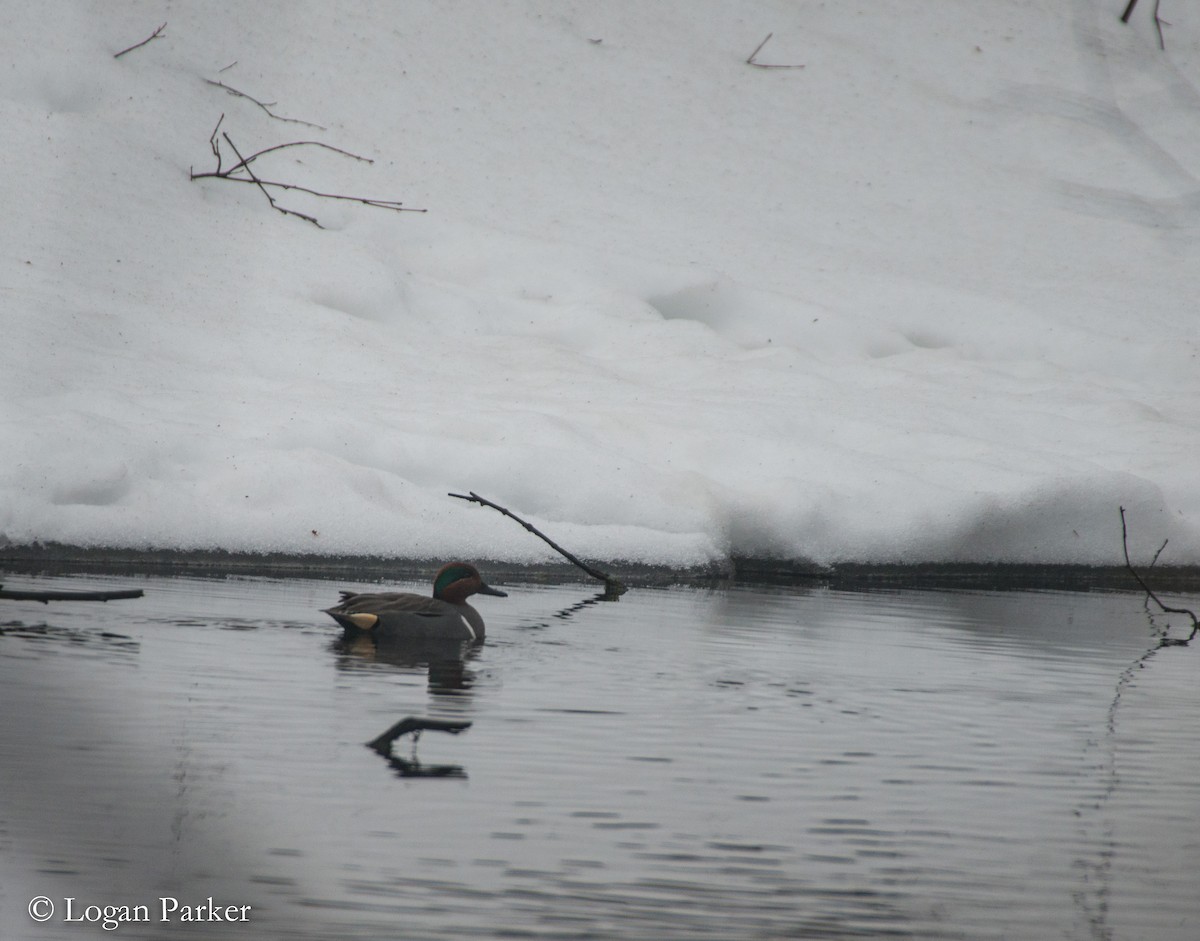 Green-winged Teal - Logan Parker