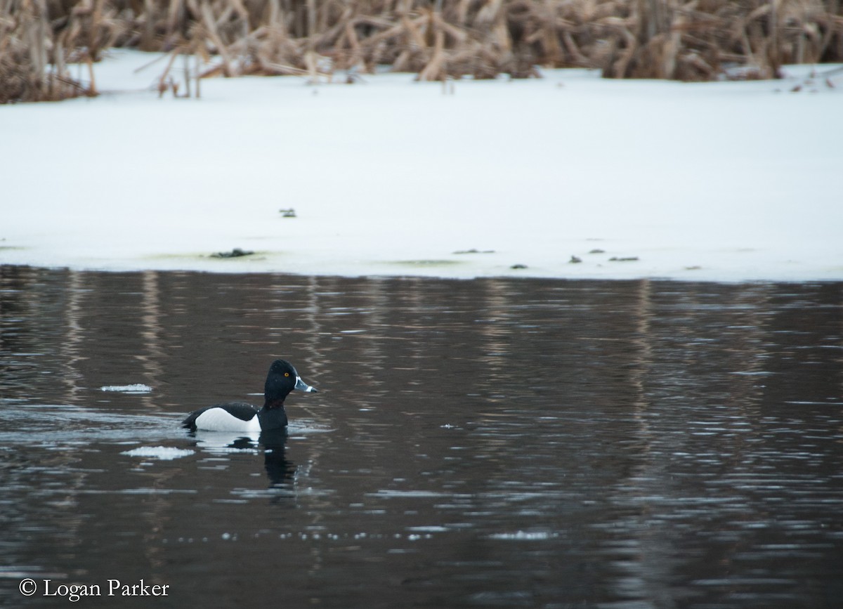 Ring-necked Duck - ML53663071