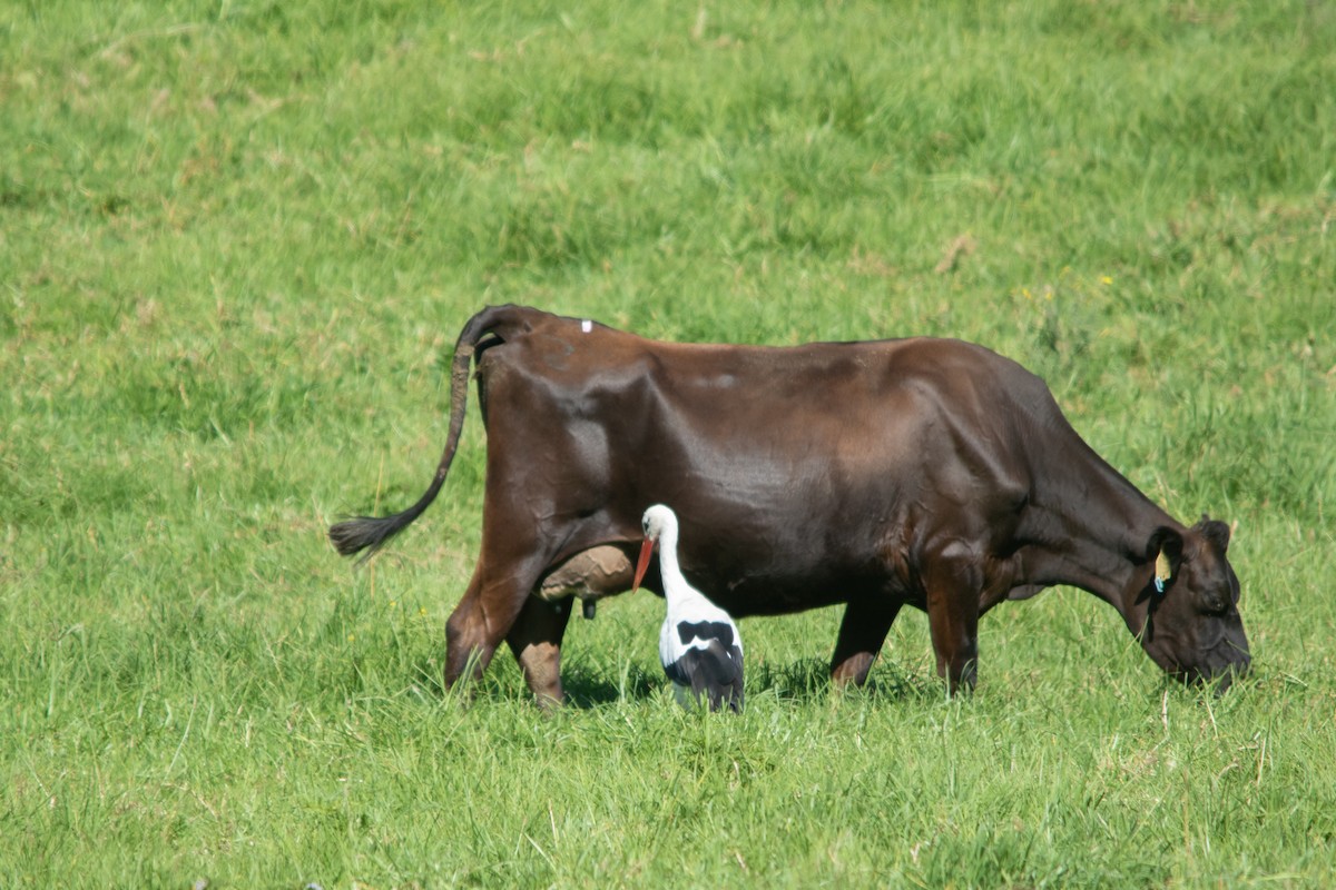 Cigogne blanche - ML536631331