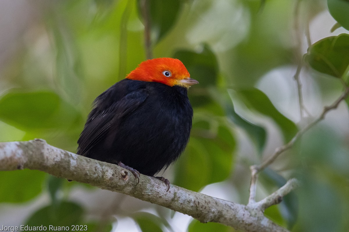 Kırmızı Takkeli Manakin - ML536631471