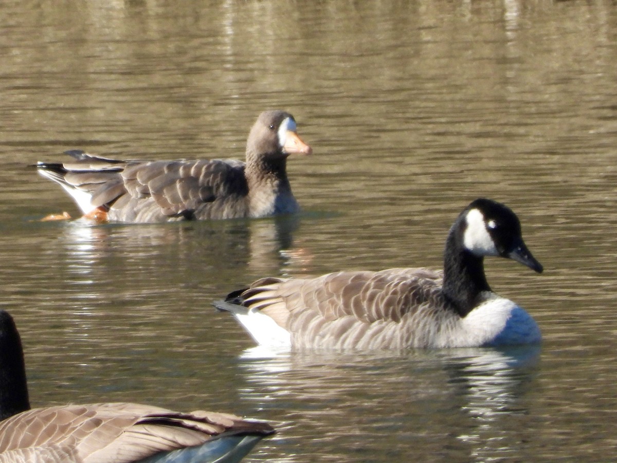 Greater White-fronted Goose - Alice Simmons