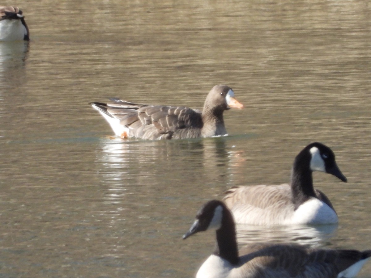 Greater White-fronted Goose - ML536631781