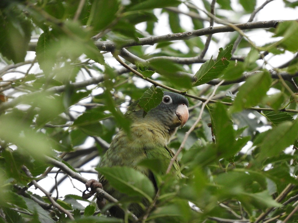 Blue-crowned Parakeet - ML536633271