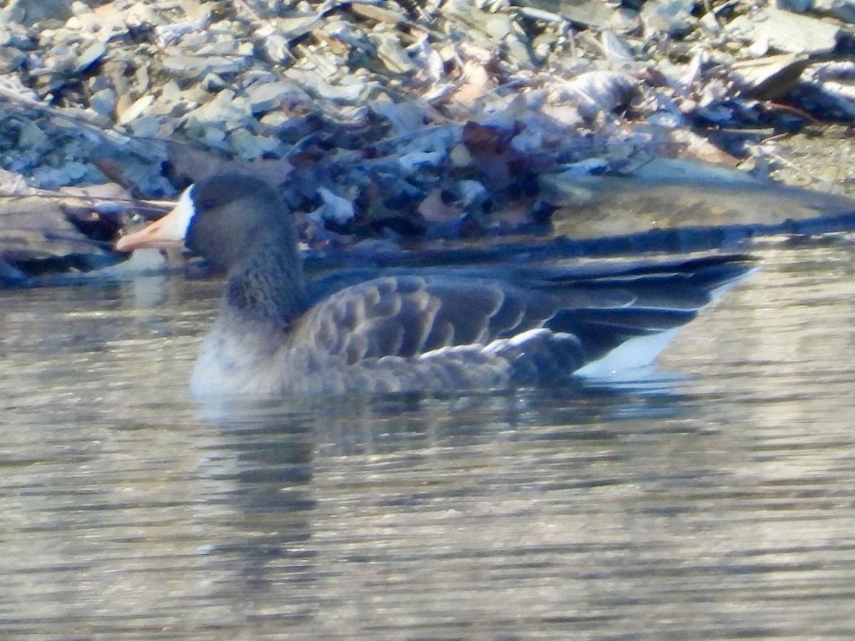 Greater White-fronted Goose - Alice Simmons