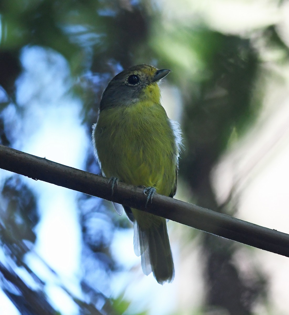 Wing-barred Piprites - Joshua Vandermeulen