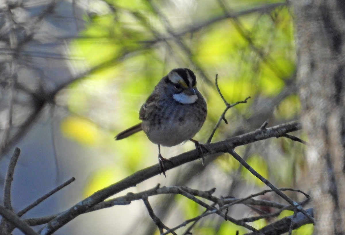 White-throated Sparrow - ML536636461