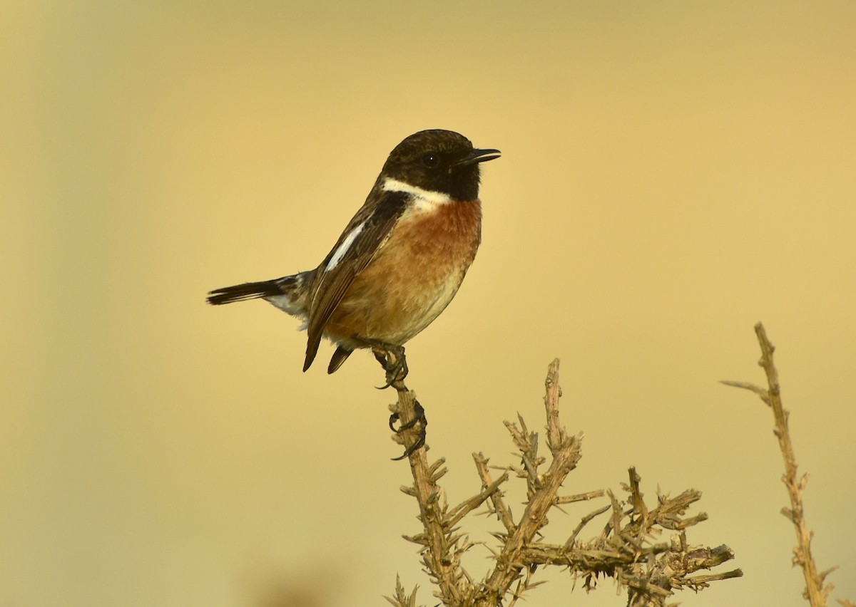 European Stonechat - Agostinho Oliveira