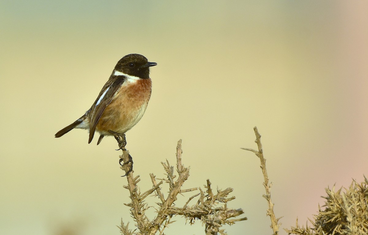 European Stonechat - Agostinho Oliveira