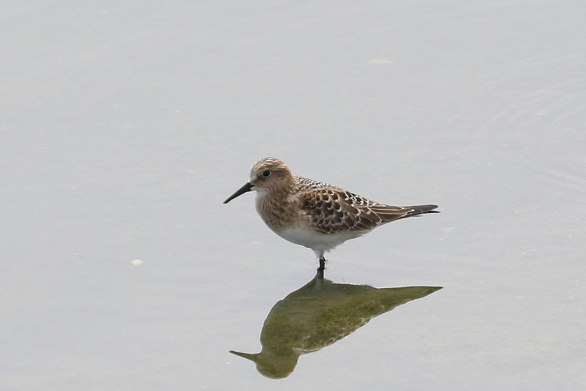 Baird's Sandpiper - Scott Timmer