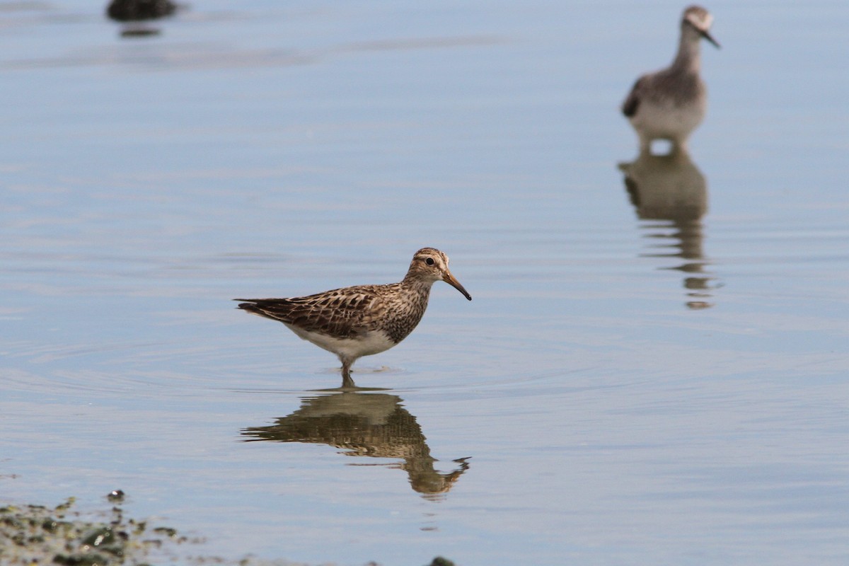 Pectoral Sandpiper - ML536637221