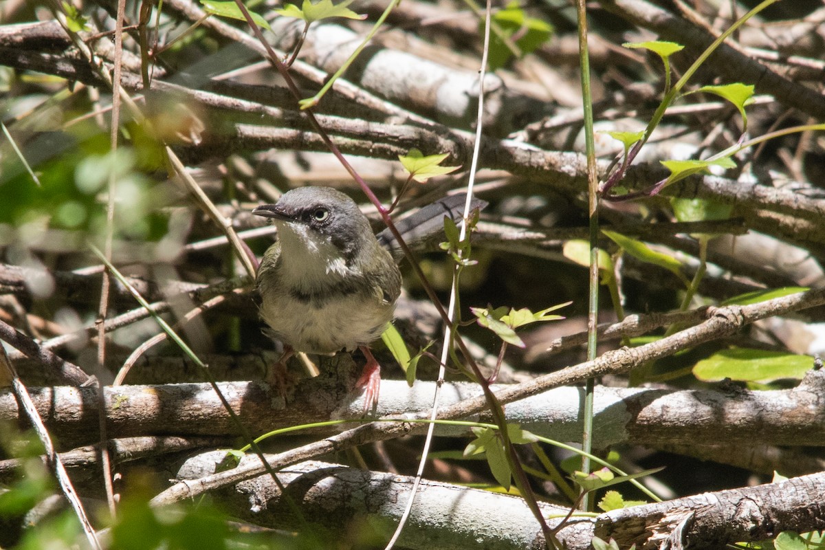 Bar-throated Apalis - ML536637241