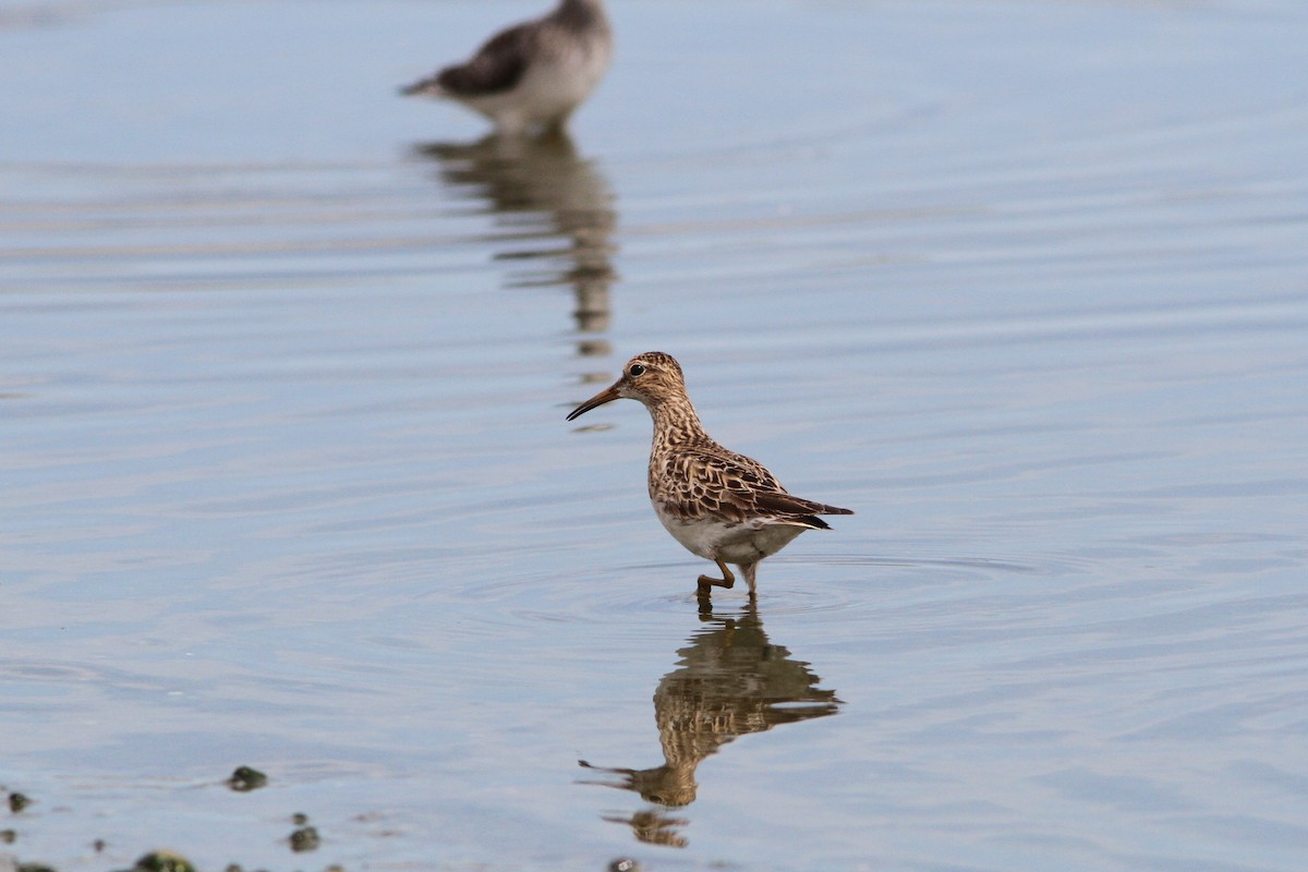 Pectoral Sandpiper - ML536637301