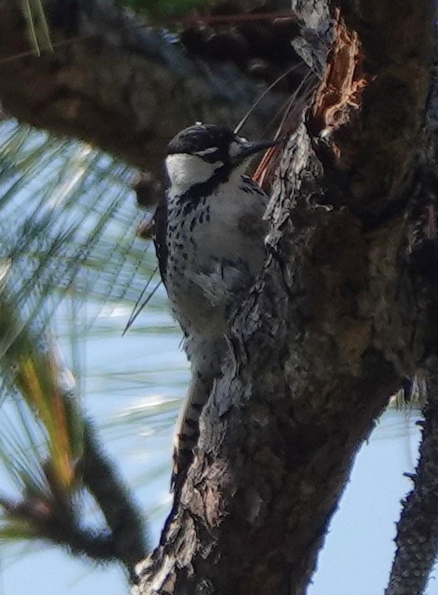 Red-cockaded Woodpecker - Lilian Saul