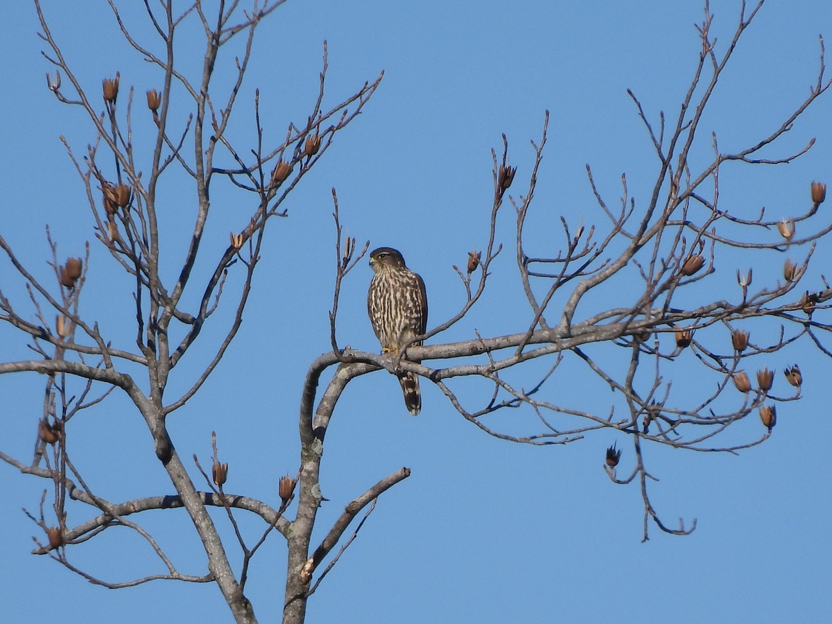 Merlin - ML536637521