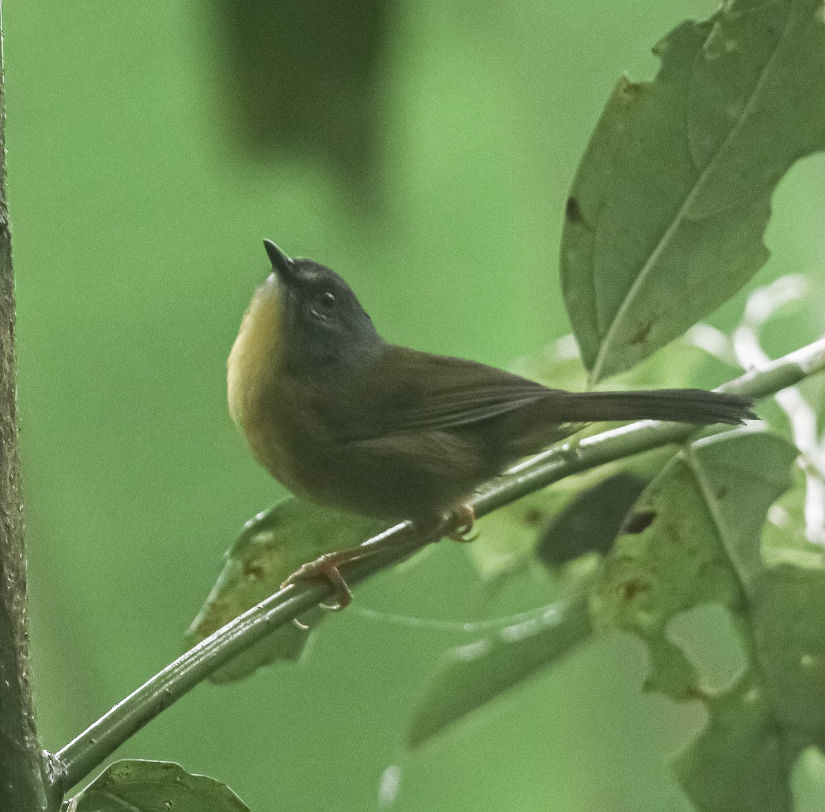 Gray-headed Warbler - ML536639141