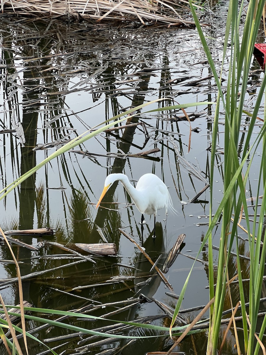 Great Egret - ML536639921