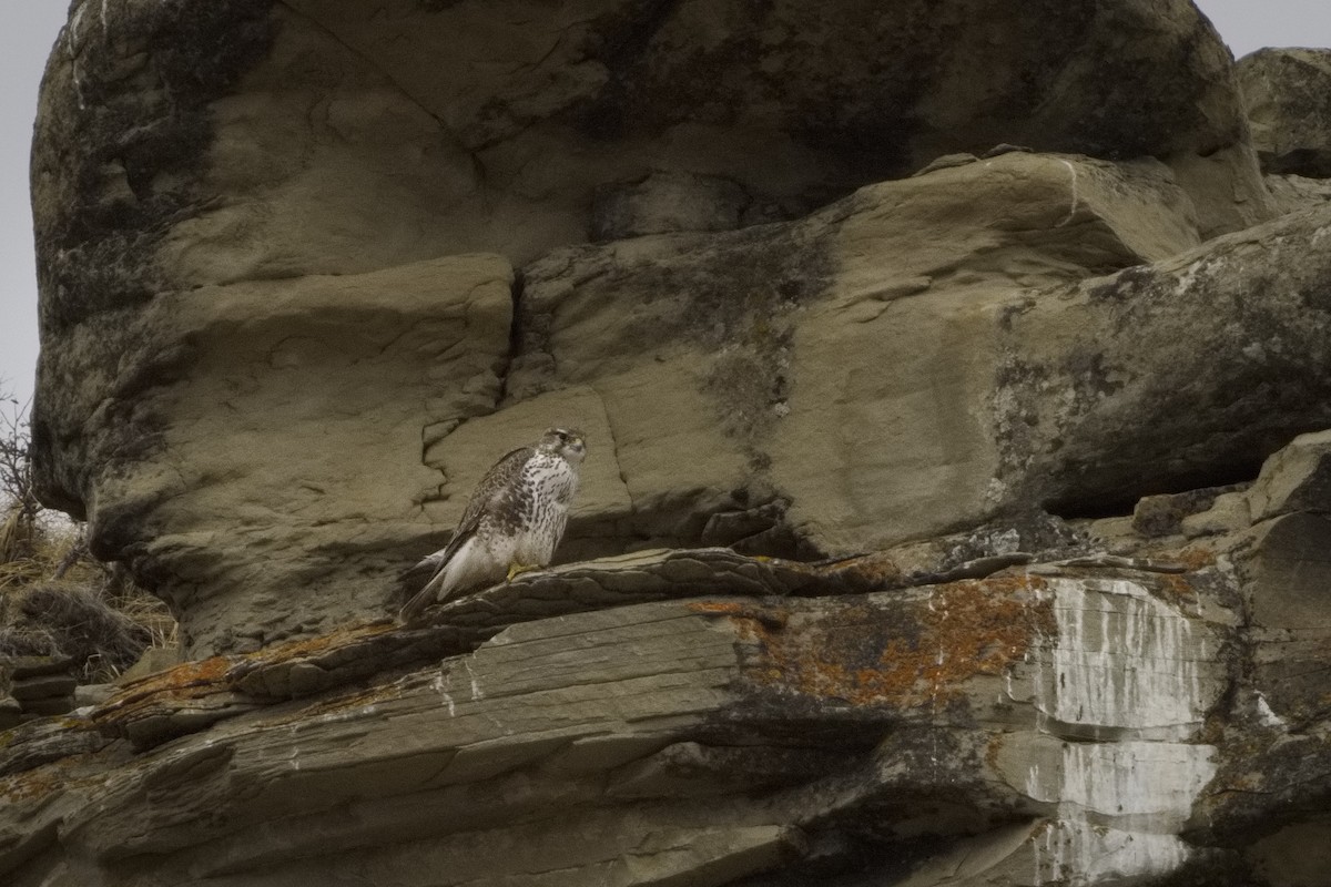 Prairie Falcon - Gaelen Schnare