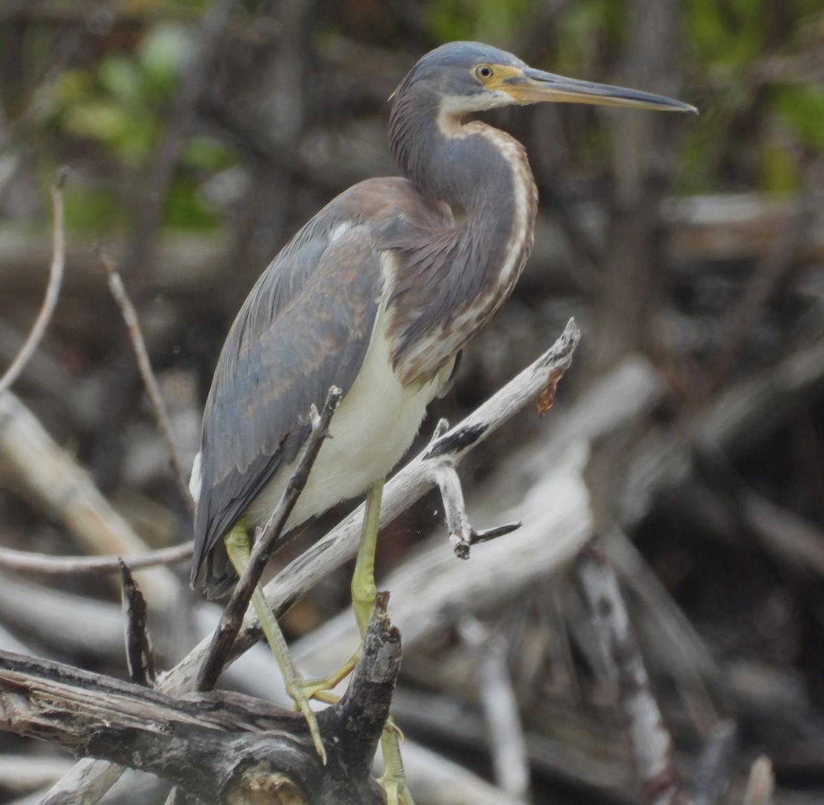 Tricolored Heron - ML536640471