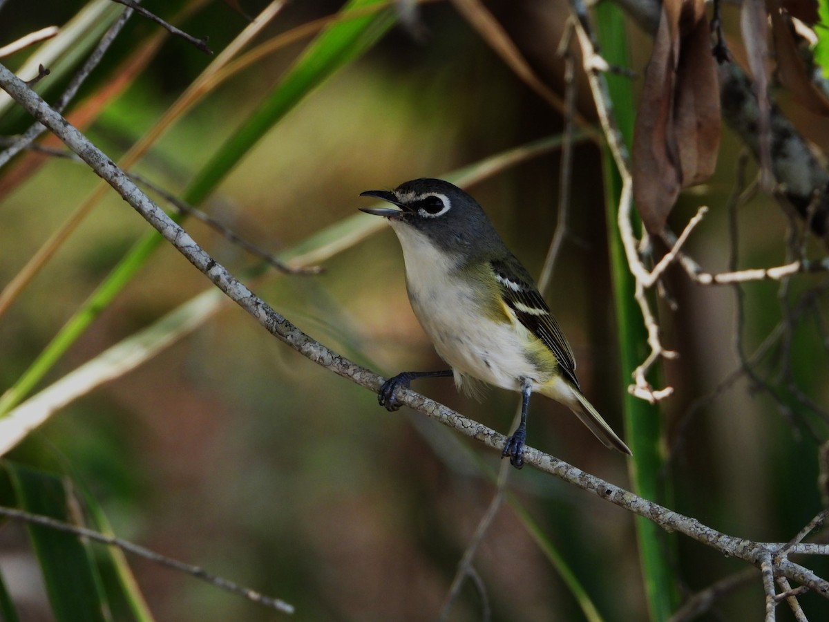 eremittvireo - ML536640851