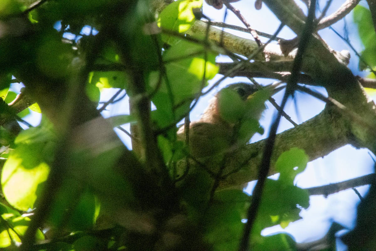 Terrestrial Brownbul - ML536643331