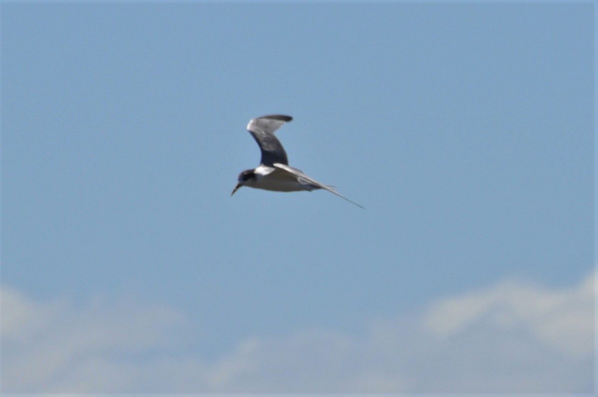 Great Crested Tern - ML536643471