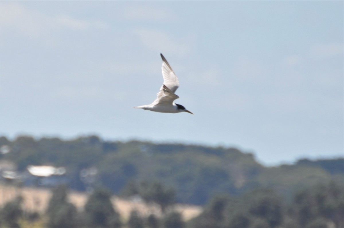 Great Crested Tern - ML536643611