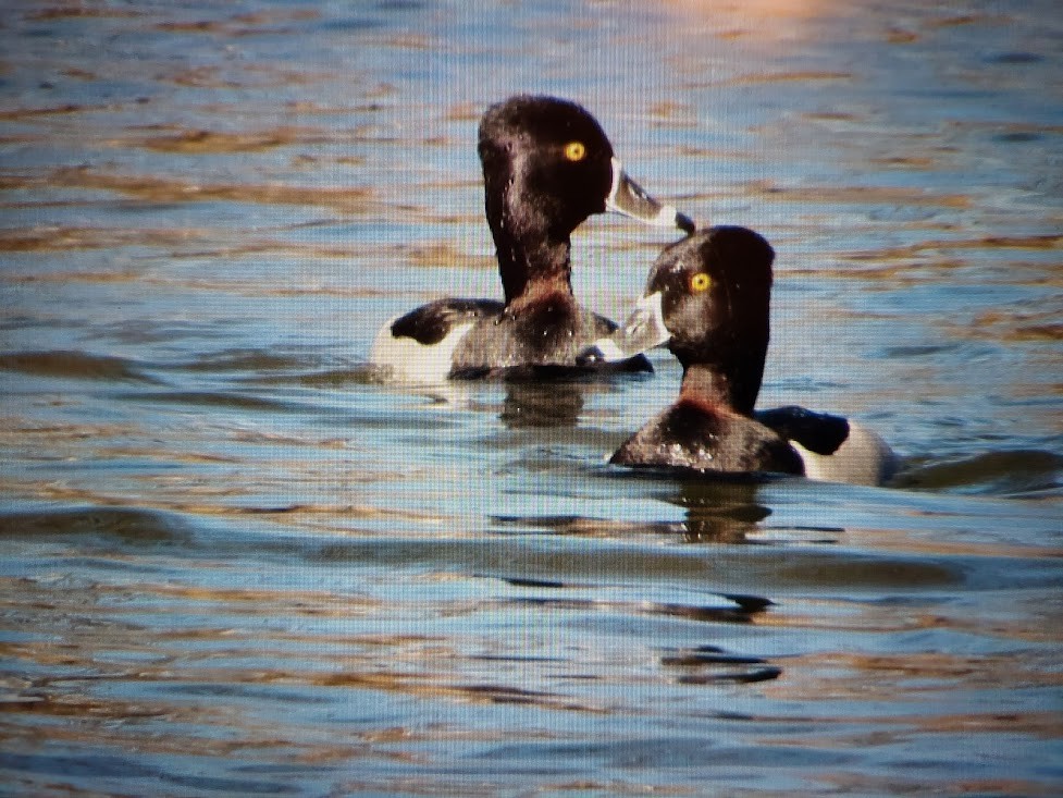 Ring-necked Duck - ML536644121