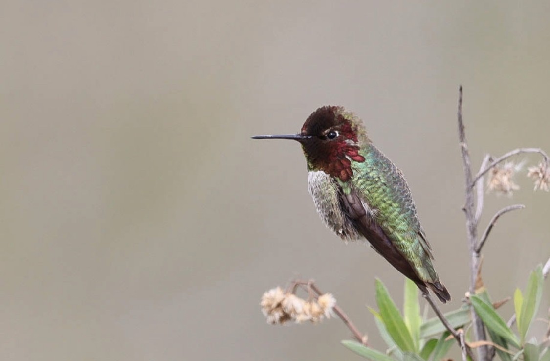 Anna's Hummingbird - Cadeo Scott Schipper