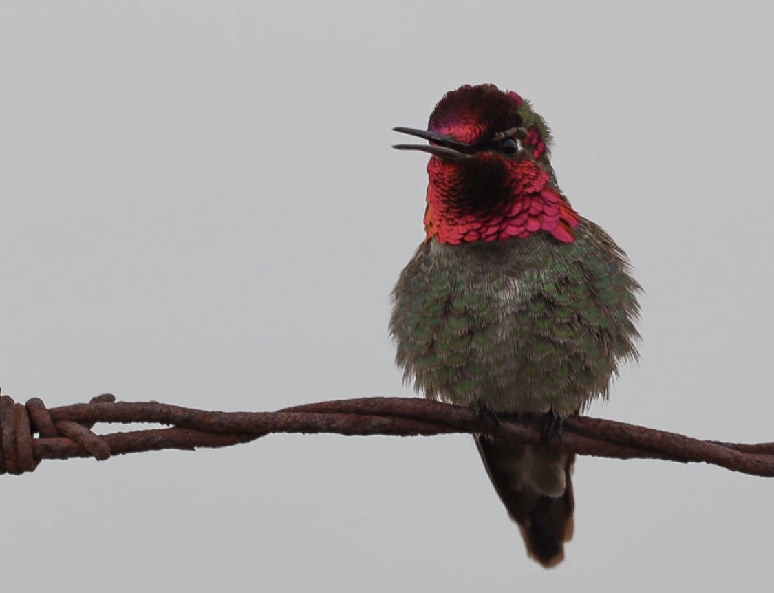 Anna's Hummingbird - Cadeo Scott Schipper