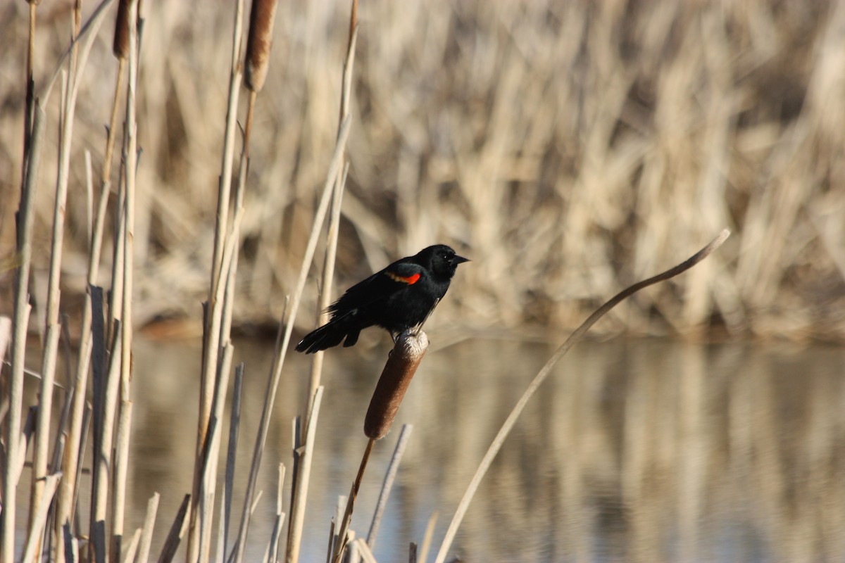 Red-winged Blackbird - ML536645891