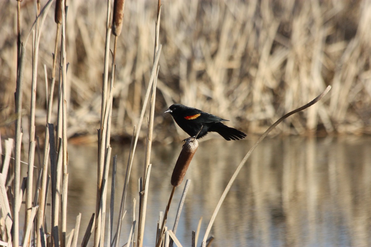 Red-winged Blackbird - Joe Schuller