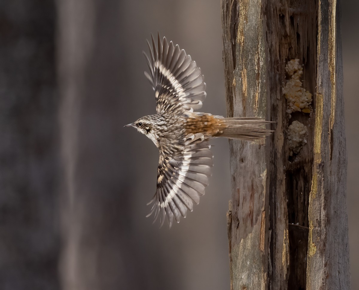 Brown Creeper - Thomas Haycraft