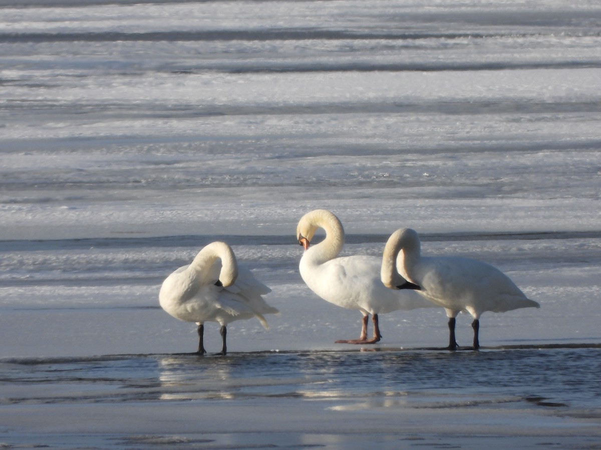 Mute Swan - ML536647741