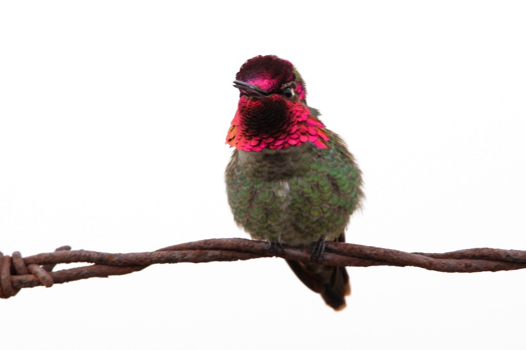 Anna's Hummingbird - Sky Schipper