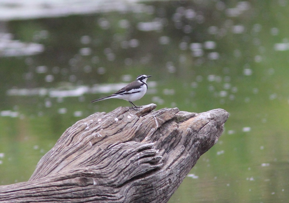 African Pied Wagtail - ML53664841