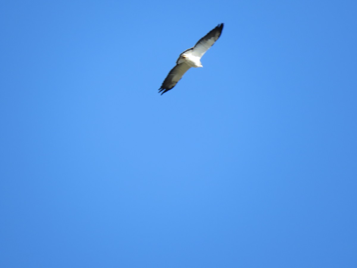 White-tailed Hawk - ML536648551